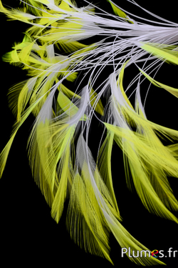 Coq filant - 10-15 cm - blanc-jaune